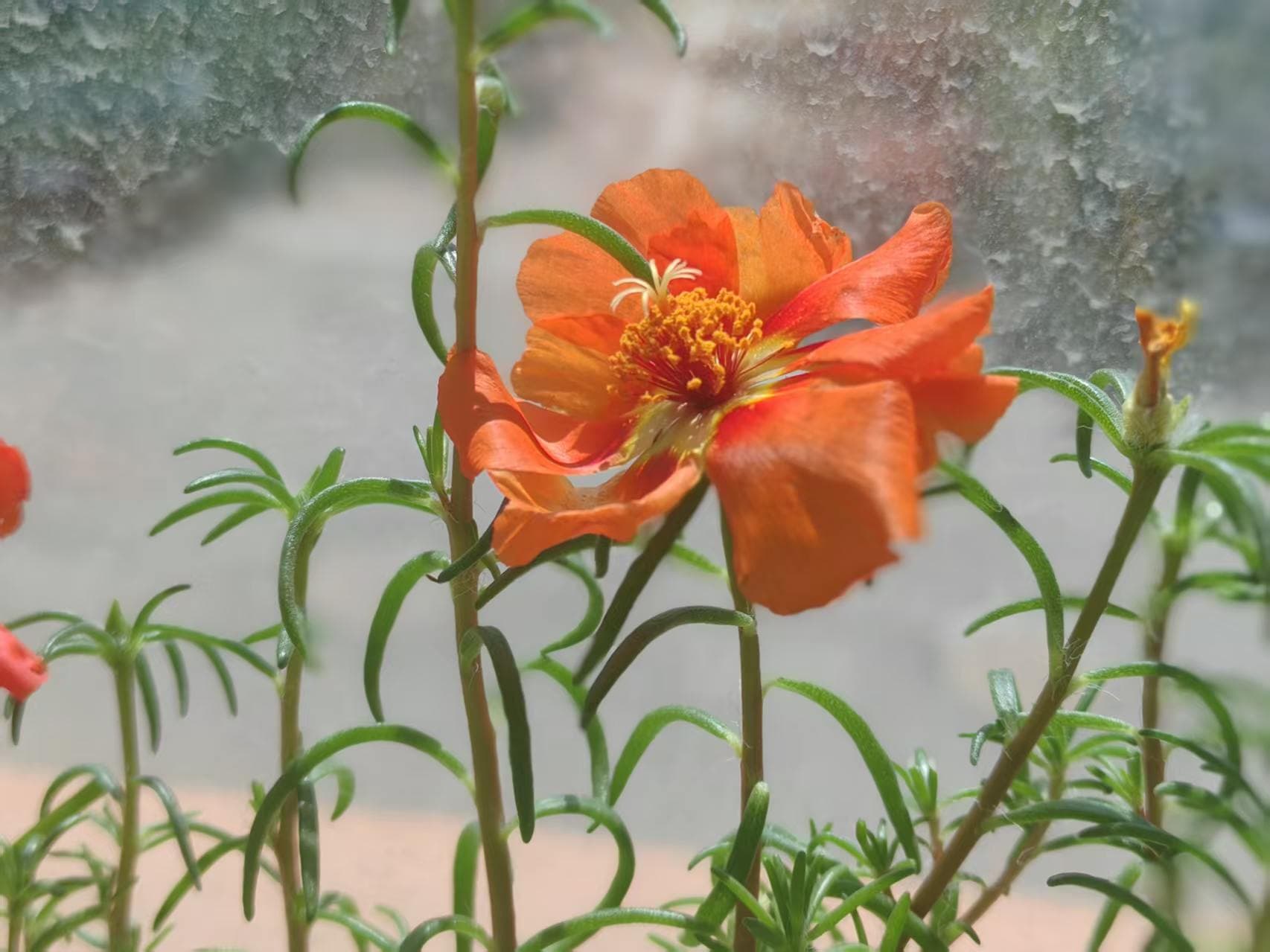 Close-up of an orange flower and slender green leaves