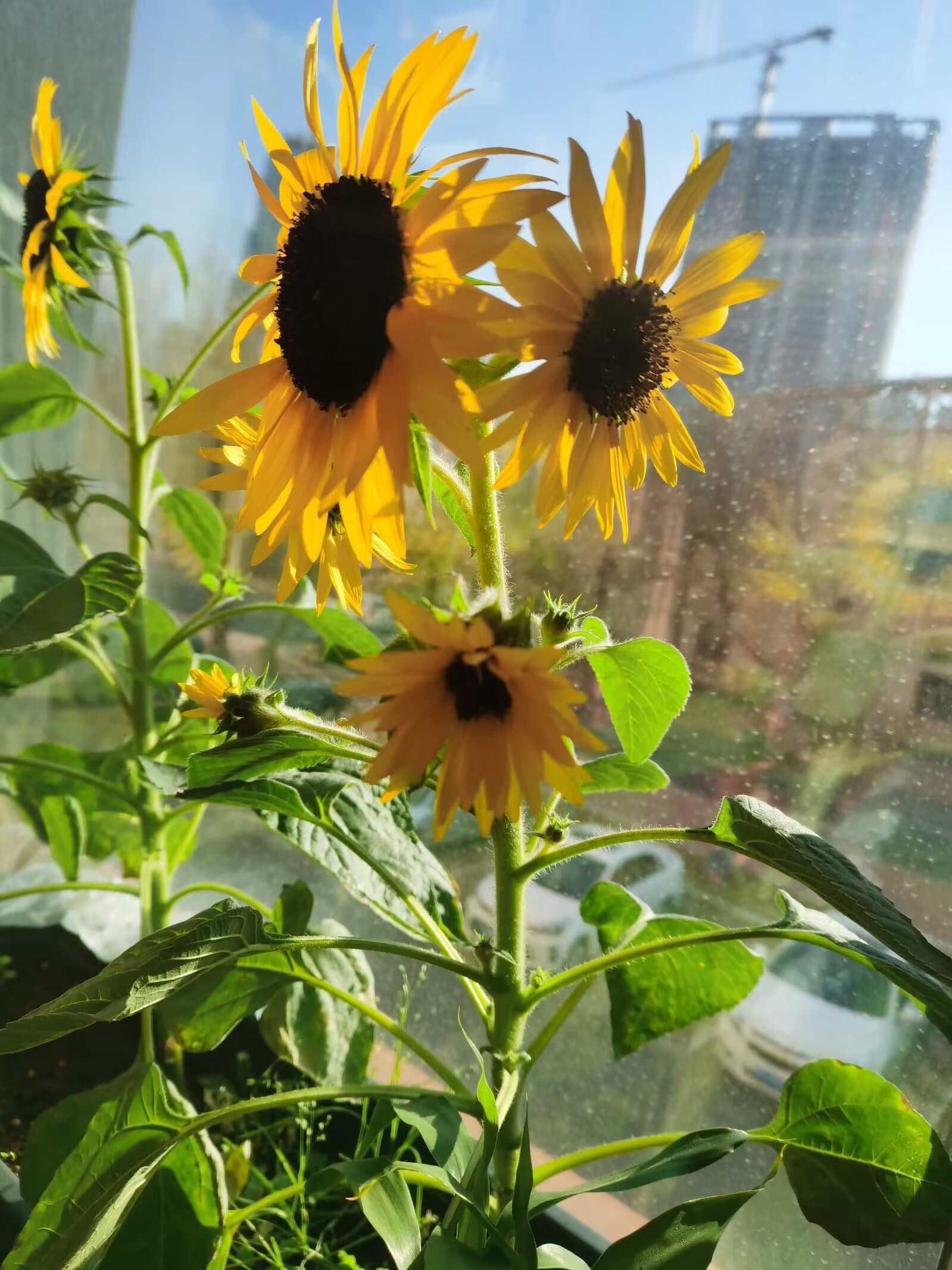 Yellow flowers and green foliage beside a sunlit window